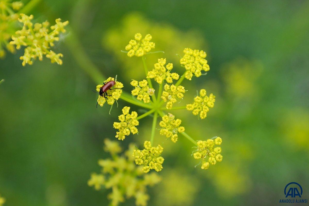 İğdır'da açan çiçekler baharı müjdeliyor