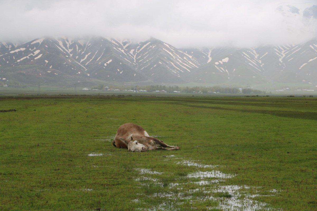 Hakkari'de 60 yaşındaki kadının geçim kaynağı ineği, otlarken öldü