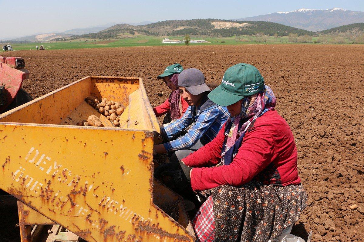 Bolu'da patates ekimi devam ediyor