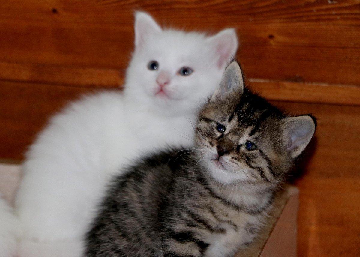 Van Kedisi Villası'nda, 100 yavru dünyaya geldi