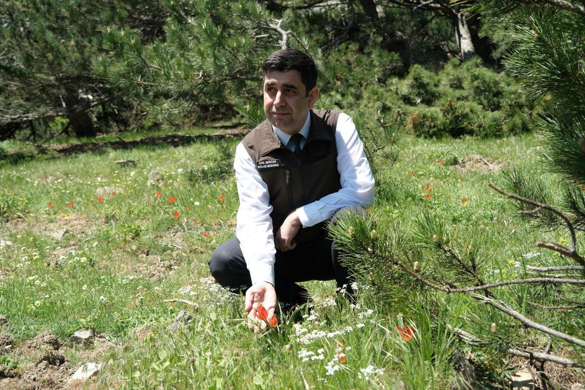 Manisa lalesini koparana 109 bin 593 TL ceza