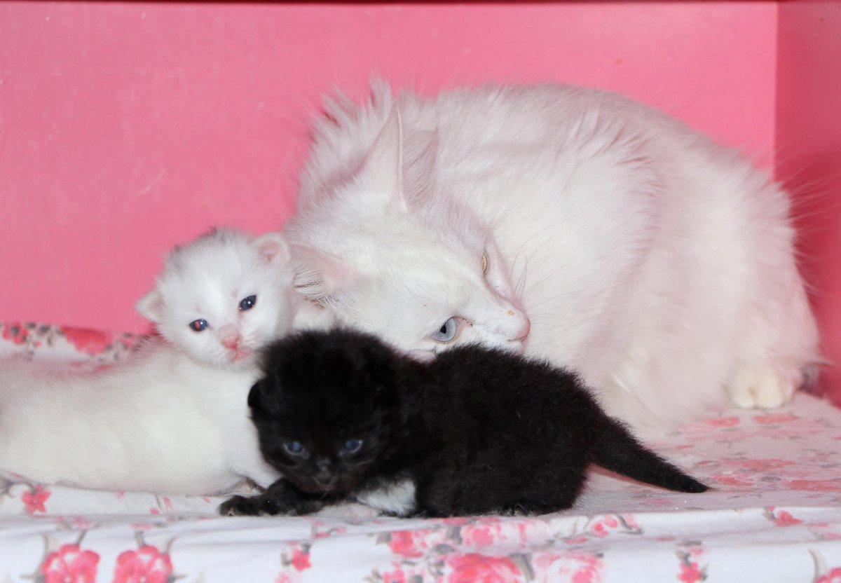 Van Kedisi Villası'nda, 100 yavru dünyaya geldi