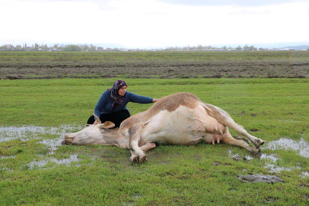 Hakkari'de 60 yaşındaki kadının geçim kaynağı ineği, otlarken öldü