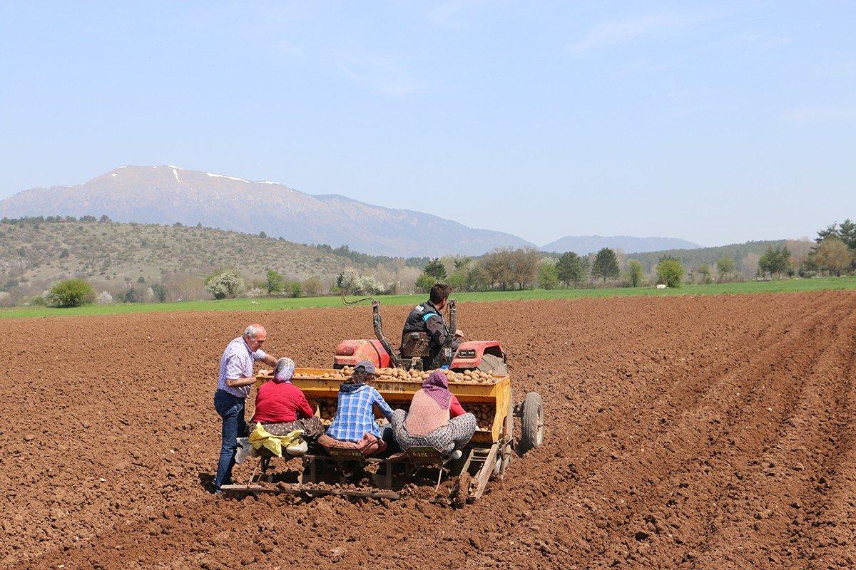 Bolu'da patates ekimi devam ediyor