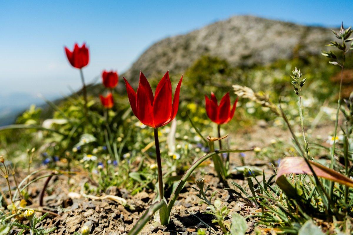 Manisa lalesini koparana 109 bin 593 TL ceza