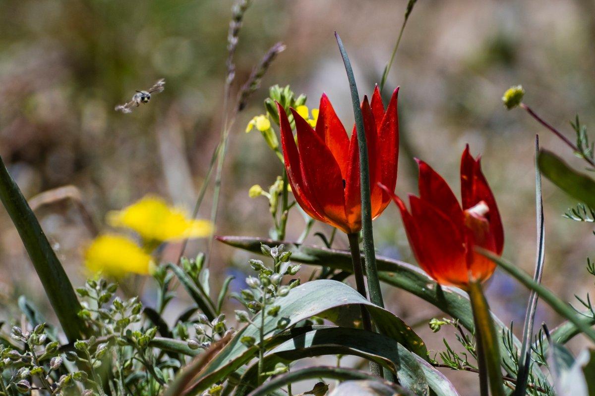Manisa lalesini koparana 109 bin 593 TL ceza