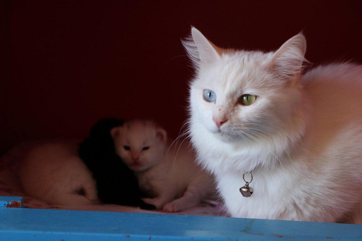 Van Kedisi Villası'nda, 100 yavru dünyaya geldi