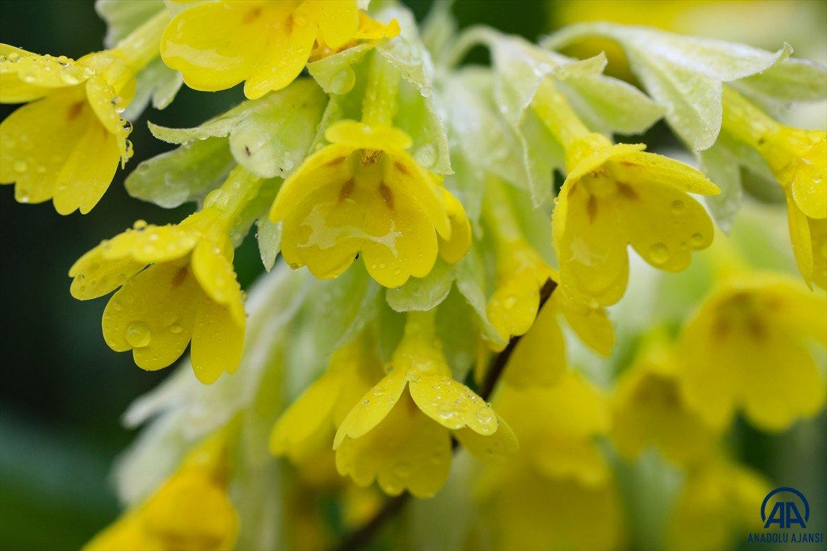 İğdır'da açan çiçekler baharı müjdeliyor