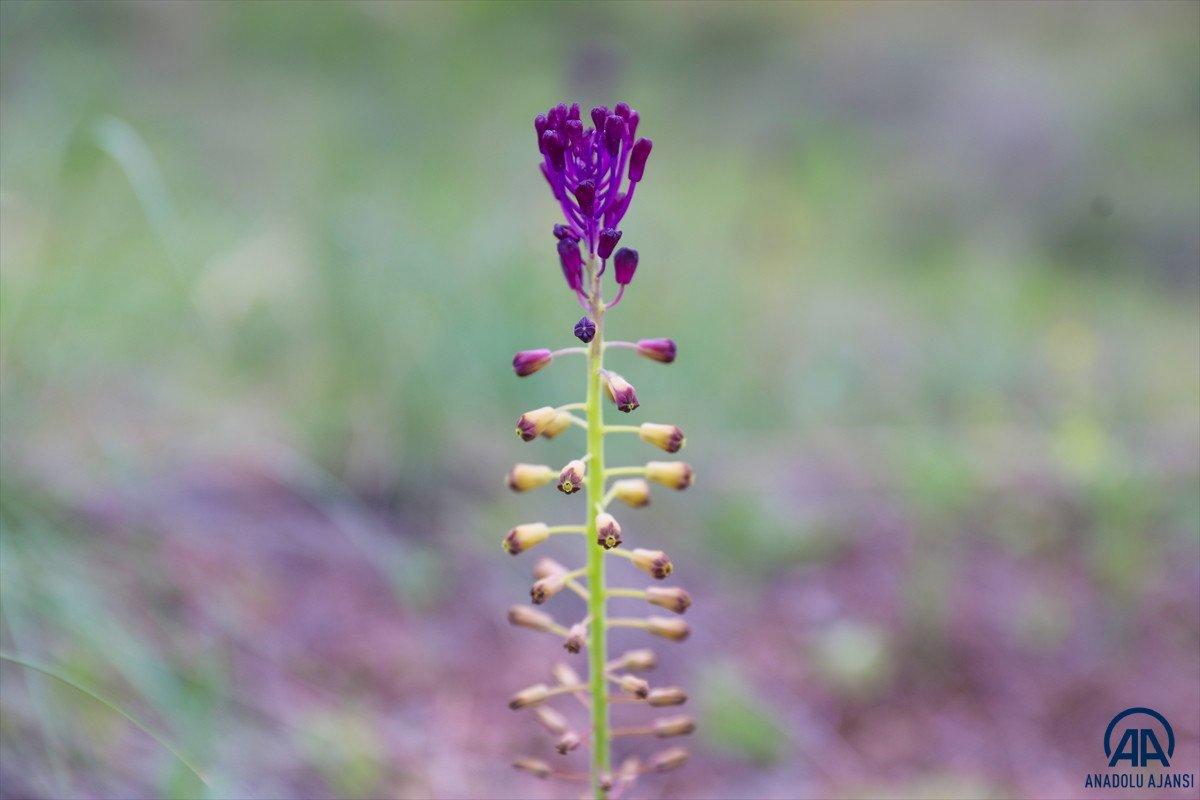 İğdır'da açan çiçekler baharı müjdeliyor
