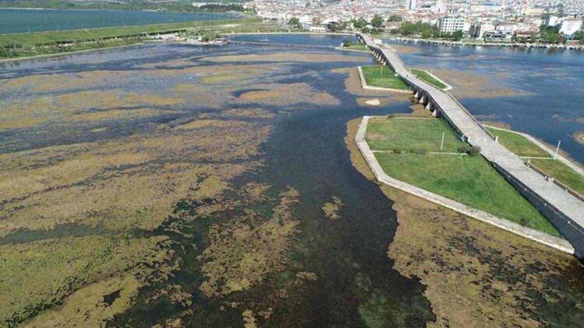 Büyükçekmece Gölü'nün üzerini yosun kapladı