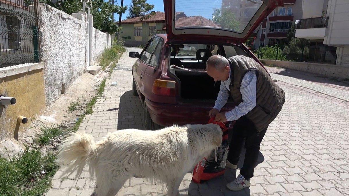 Kırıkkale'de sokak köpekleri otomobile zarar verdi