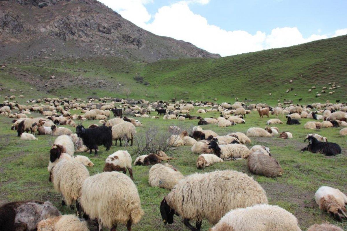 Şırnak'ta göçerler kar ve tipi nedeniyle mahsur kaldı