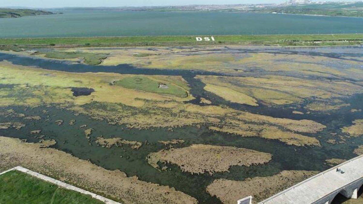 Büyükçekmece Gölü'nün üzerini yosun kapladı