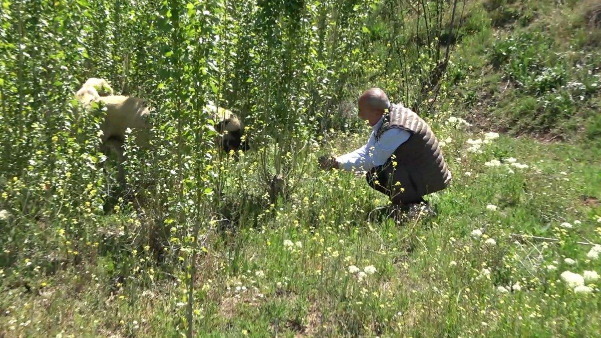 Kırıkkale'de sokak köpekleri otomobile zarar verdi