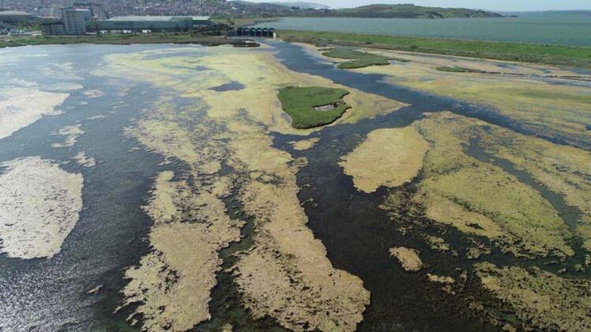 Büyükçekmece Gölü'nün üzerini yosun kapladı
