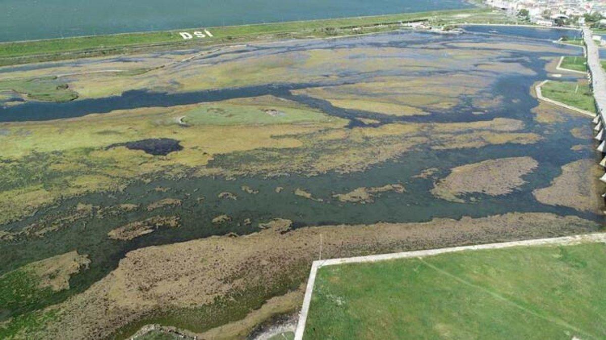 Büyükçekmece Gölü'nün üzerini yosun kapladı