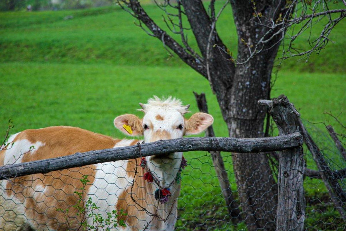 Şavşat'ta ilkbahar manzaraları nefes kesti