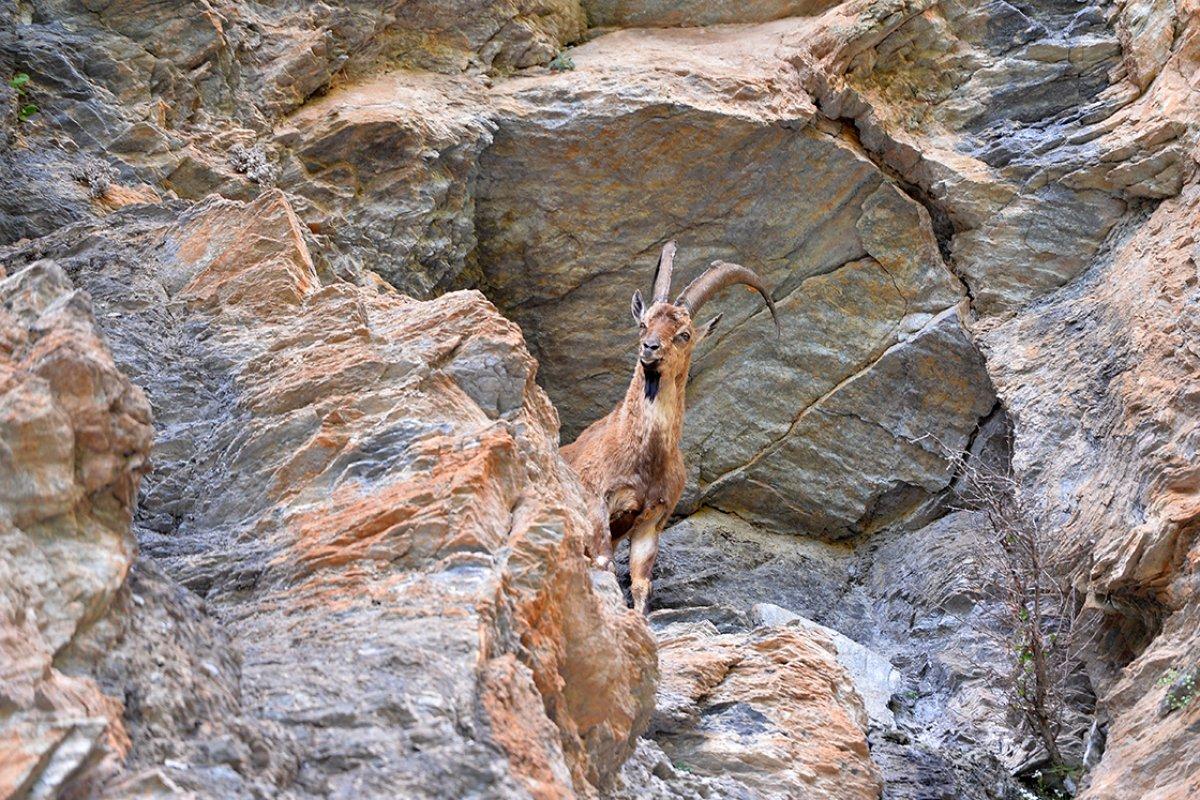 Munzur ve Pülümür vadilerinde yaban keçileri görüntülendi