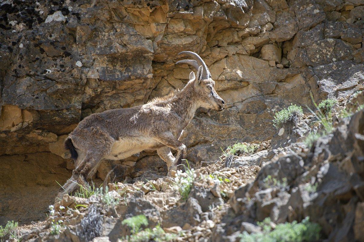 Munzur ve Pülümür vadilerinde yaban keçileri görüntülendi