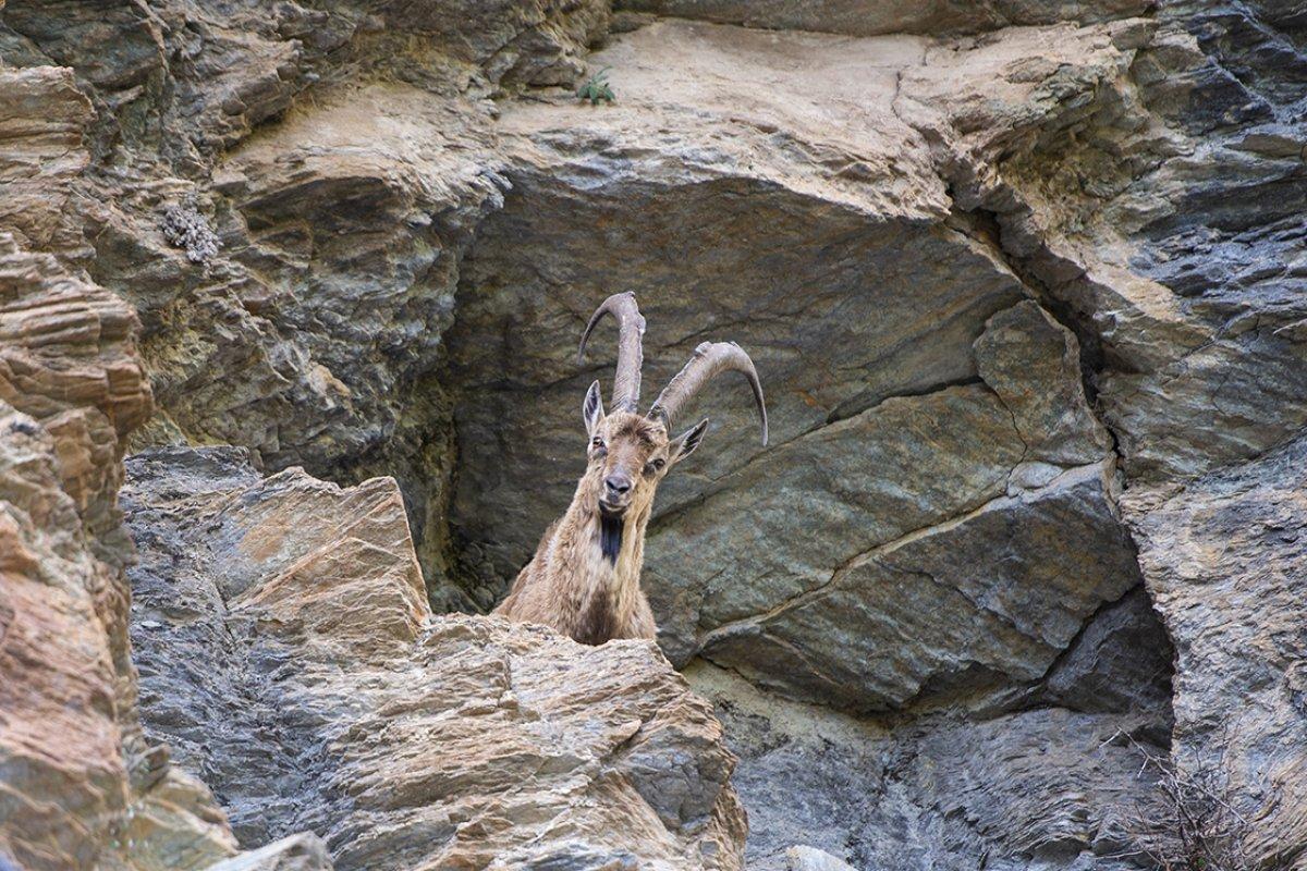 Munzur ve Pülümür vadilerinde yaban keçileri görüntülendi