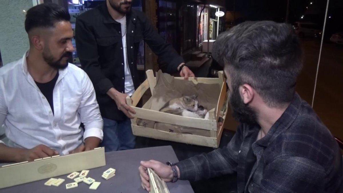 Bursa'da bir kedi okey masasında doğum yaptı
