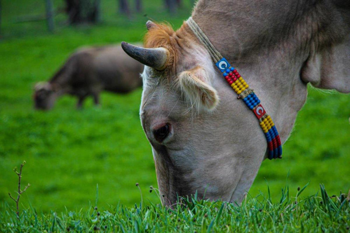 Şavşat'ta ilkbahar manzaraları nefes kesti