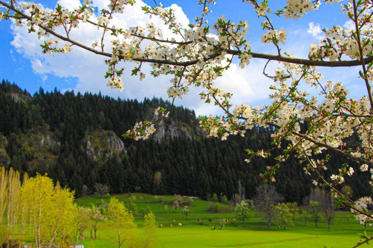 Şavşat'ta ilkbahar manzaraları nefes kesti