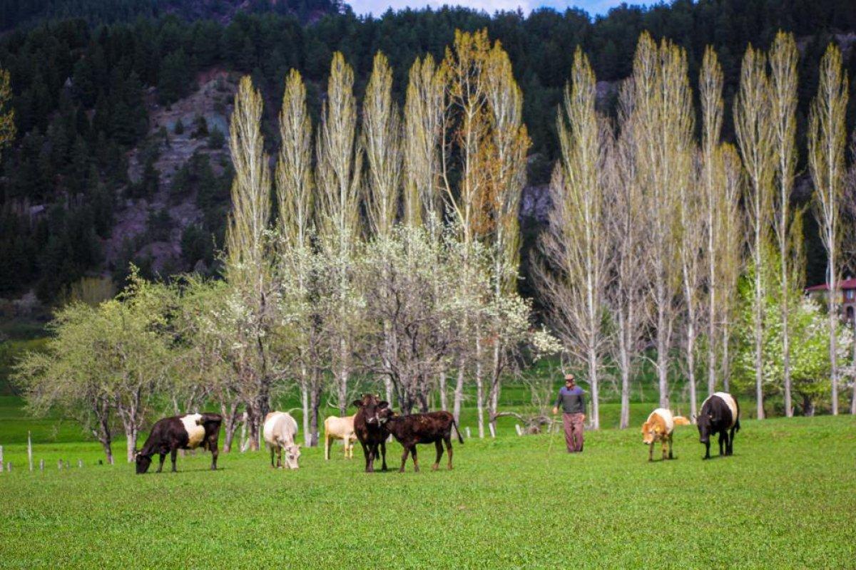 Şavşat'ta ilkbahar manzaraları nefes kesti