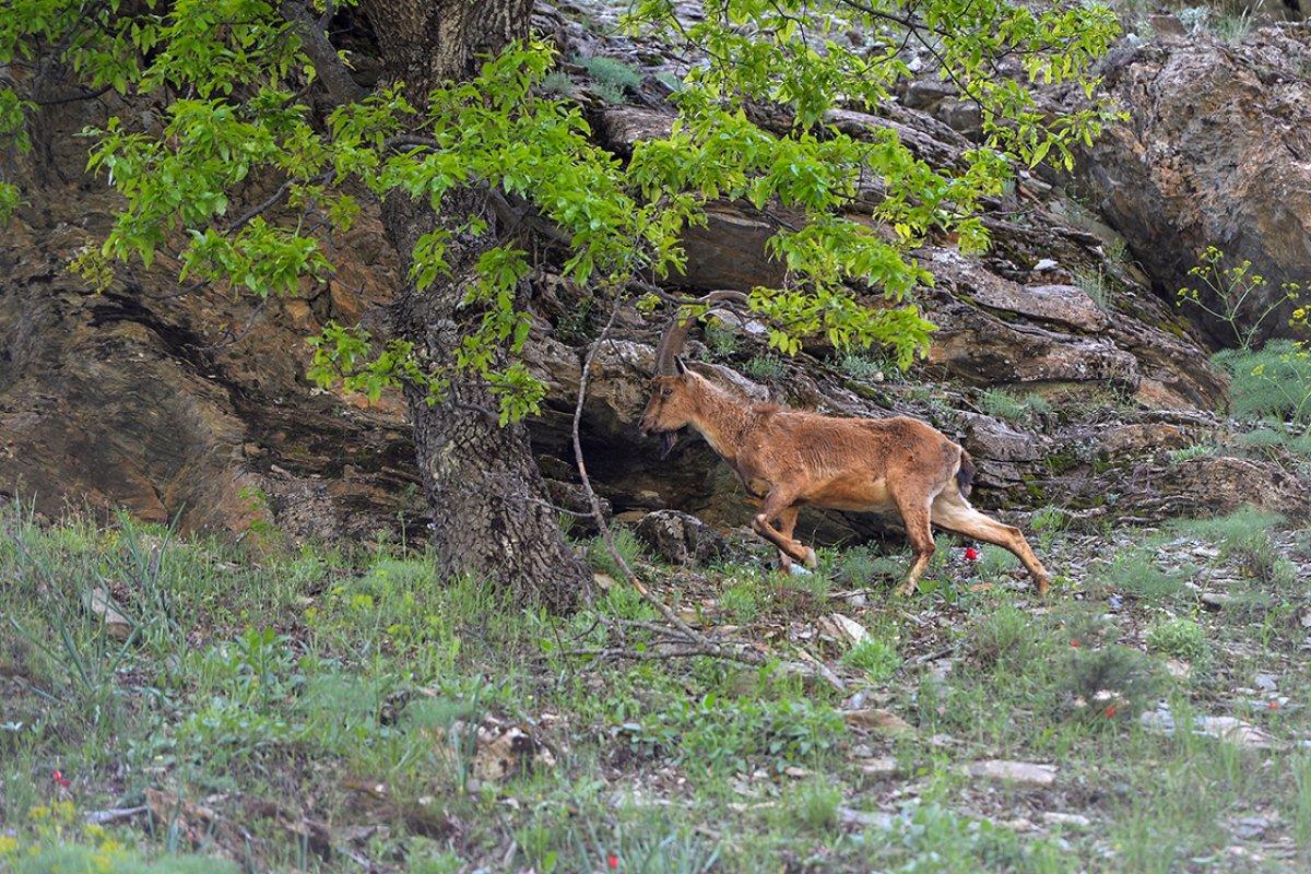 Munzur ve Pülümür vadilerinde yaban keçileri görüntülendi