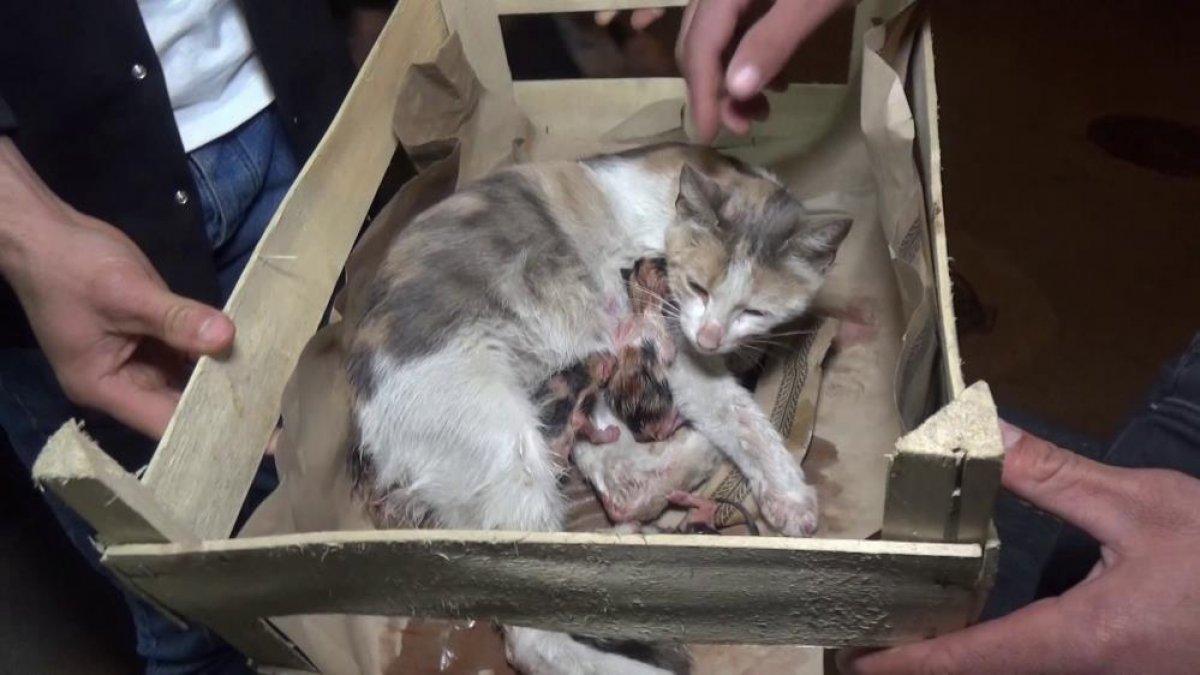 Bursa'da bir kedi okey masasında doğum yaptı