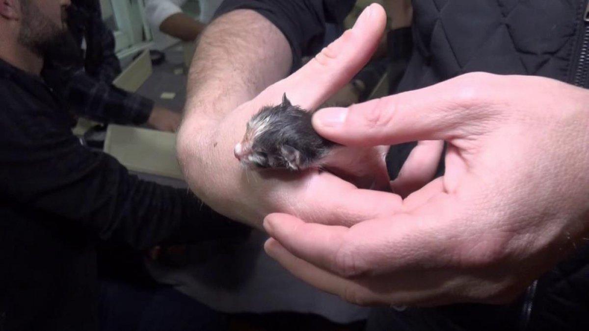 Bursa'da bir kedi okey masasında doğum yaptı