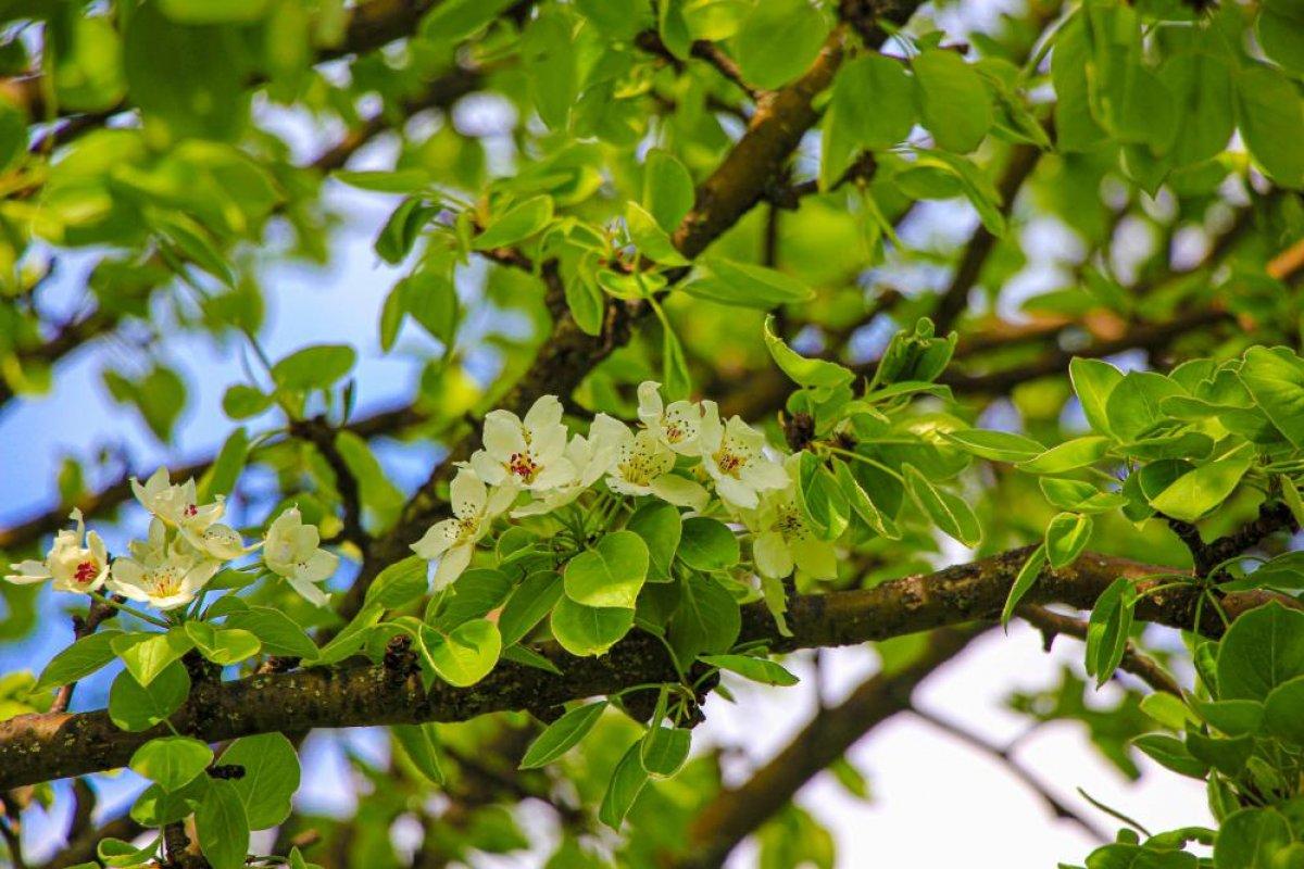 Şavşat'ta ilkbahar manzaraları nefes kesti