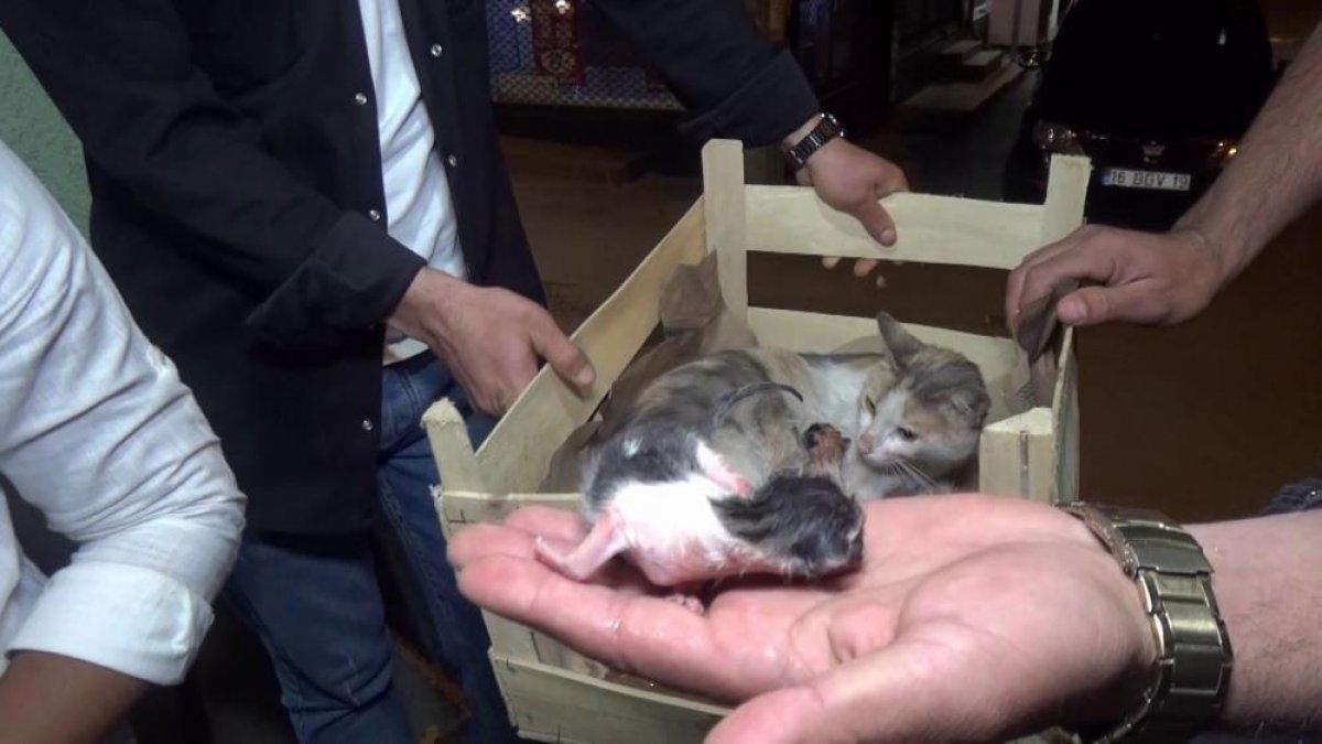 Bursa'da bir kedi okey masasında doğum yaptı