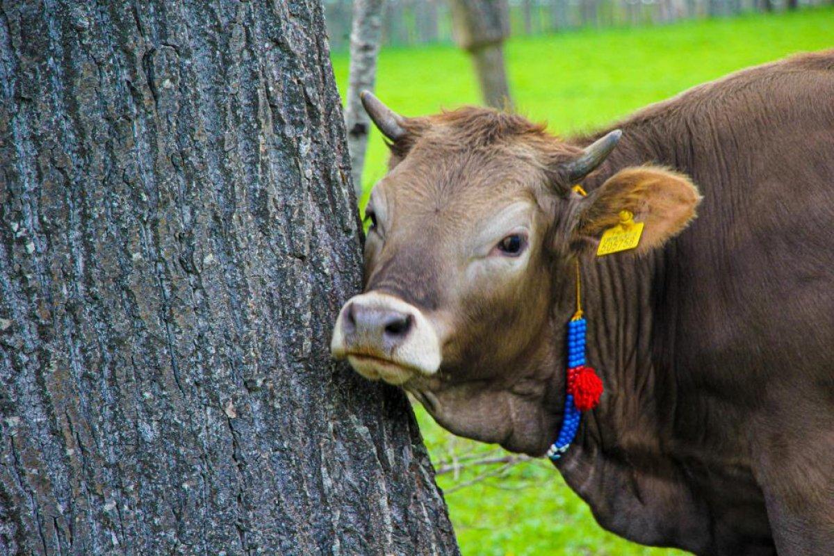 Şavşat'ta ilkbahar manzaraları nefes kesti