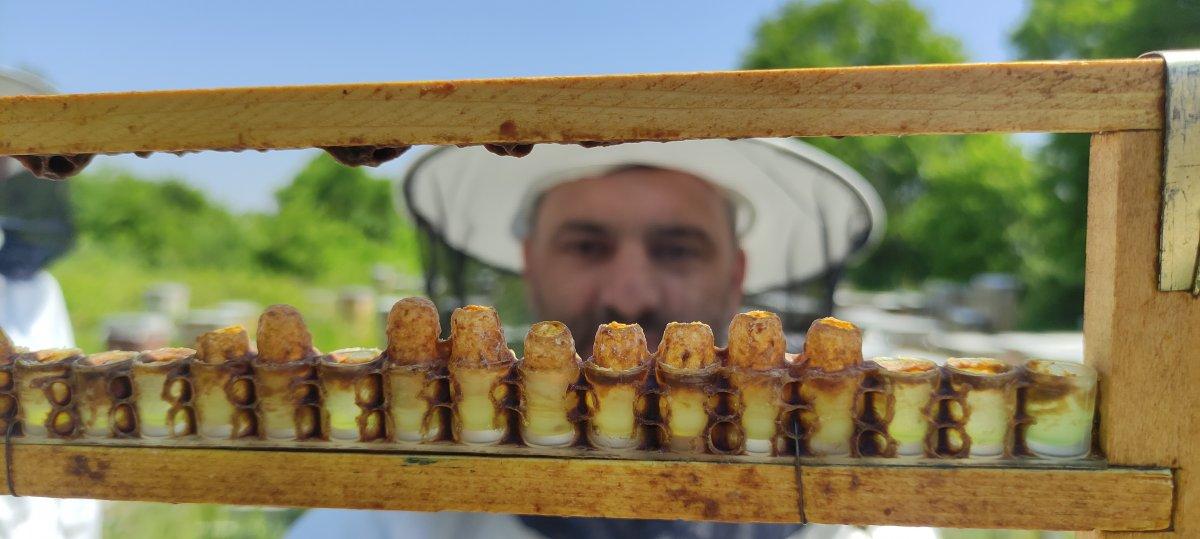 Kilosu 10 bin lira olan arı sütüne talep yoğun