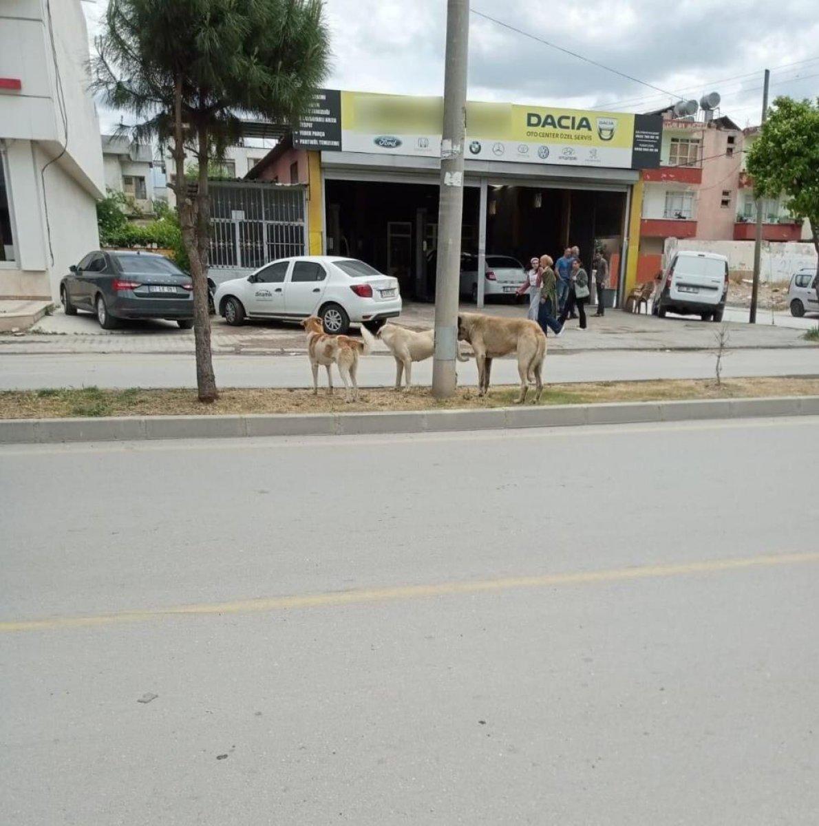 Adana'da sokak köpekleri saldırısından kaçan adam yaşamını yitirdi