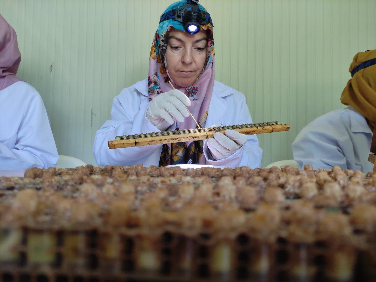 Kilosu 10 bin lira olan arı sütüne talep yoğun