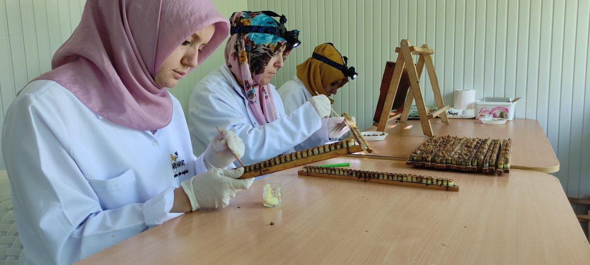 Kilosu 10 bin lira olan arı sütüne talep yoğun