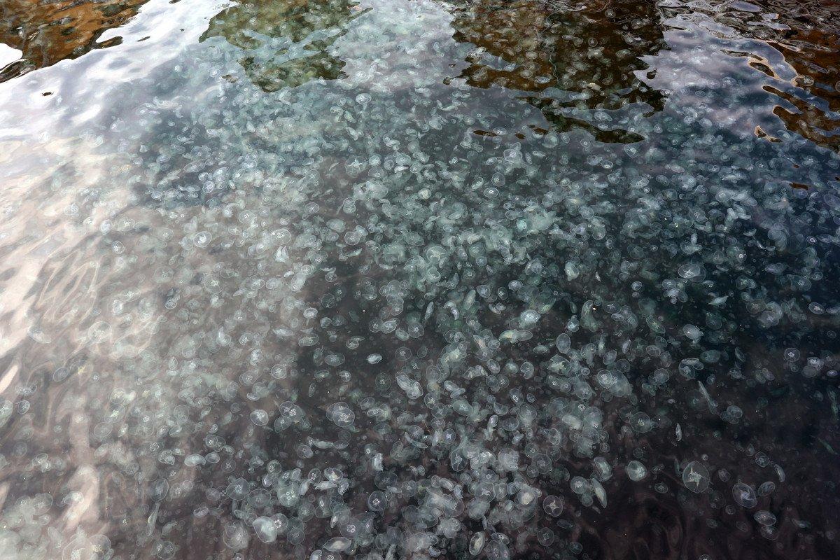 Arnavutköy'de denizanası ve çöp yoğunluğu