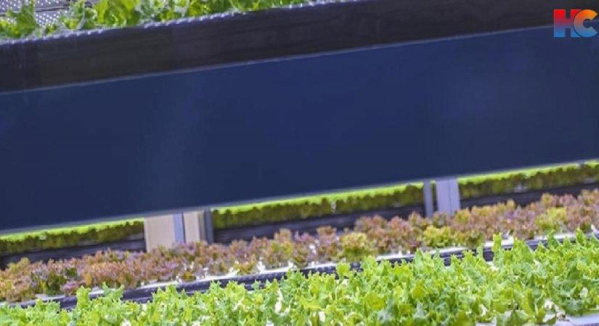 Türkiye'den 'topraksız ve dikey tarım' girişimi