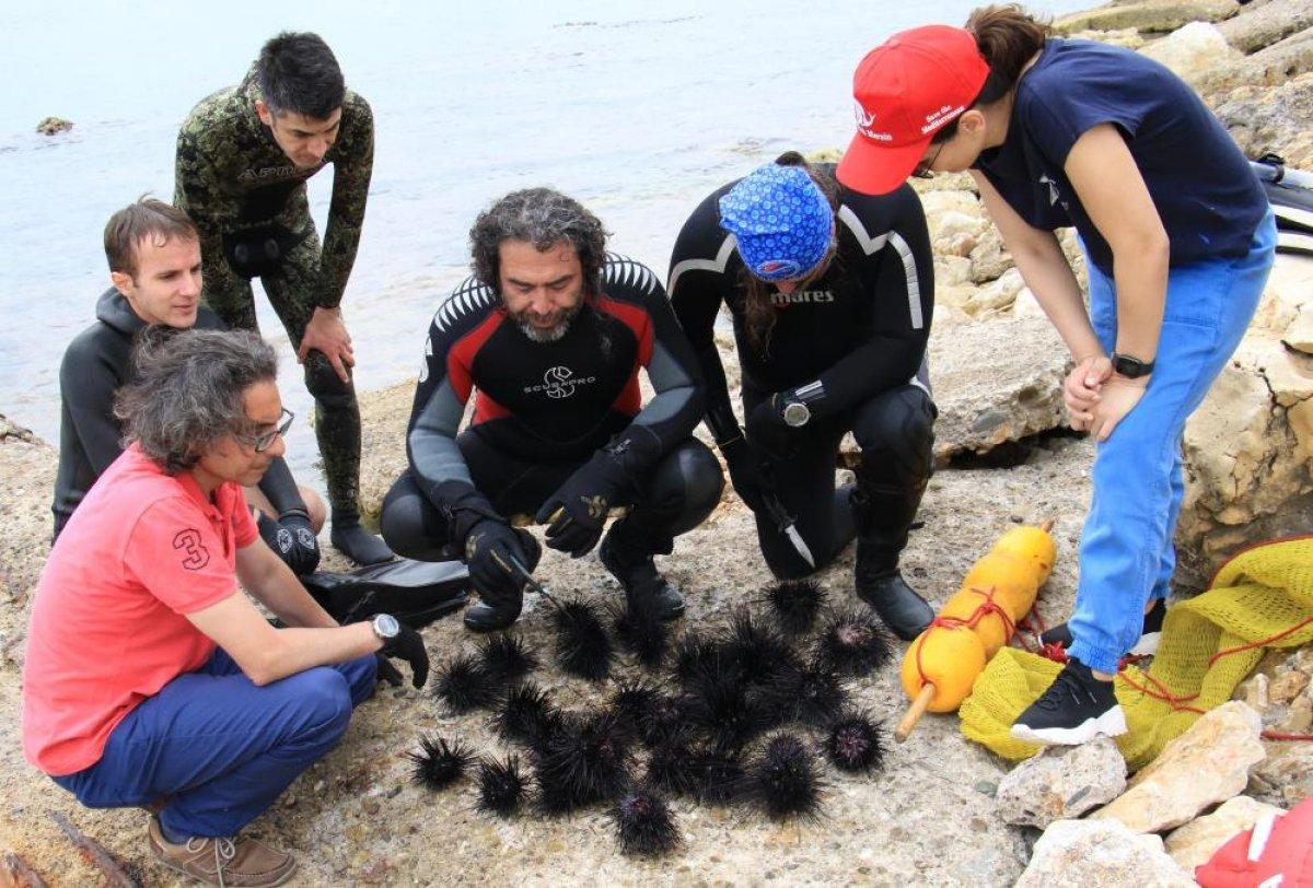 Akdeniz'de zehirli deniz kestanesi sayısı risk oluşturmaya başladı