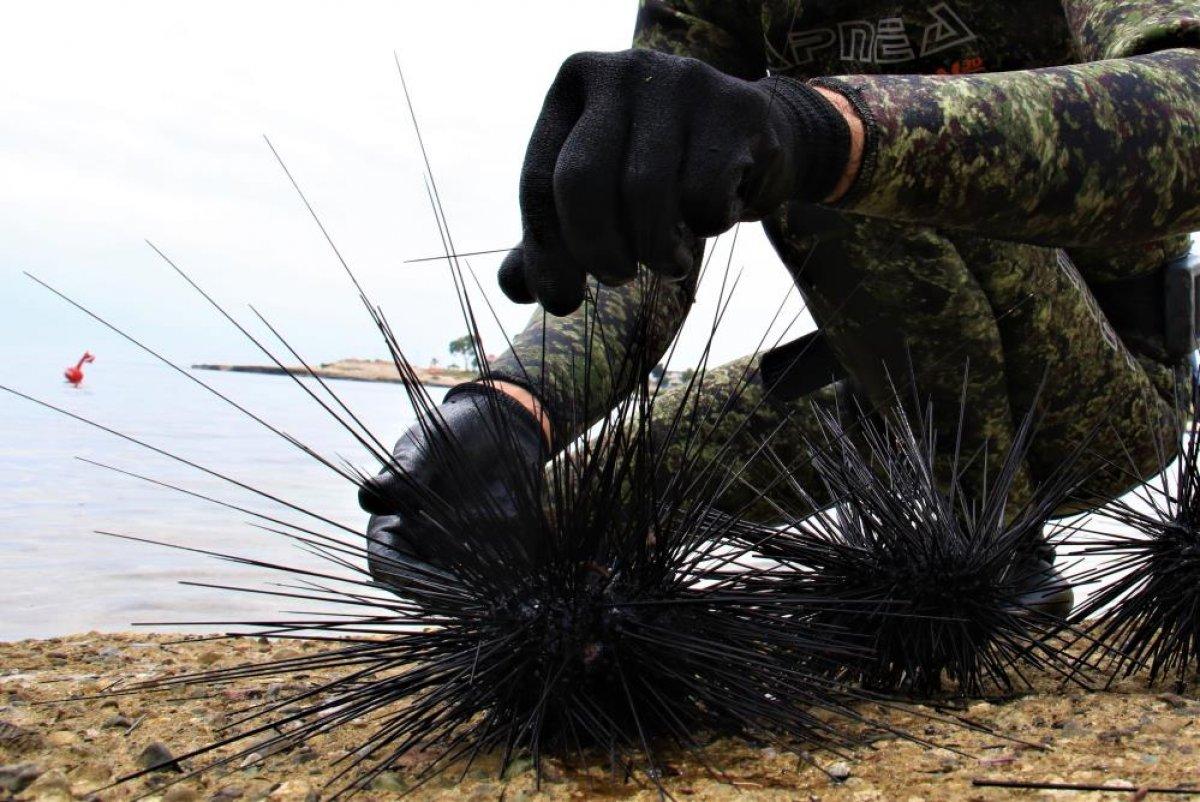 Akdeniz'de zehirli deniz kestanesi sayısı risk oluşturmaya başladı