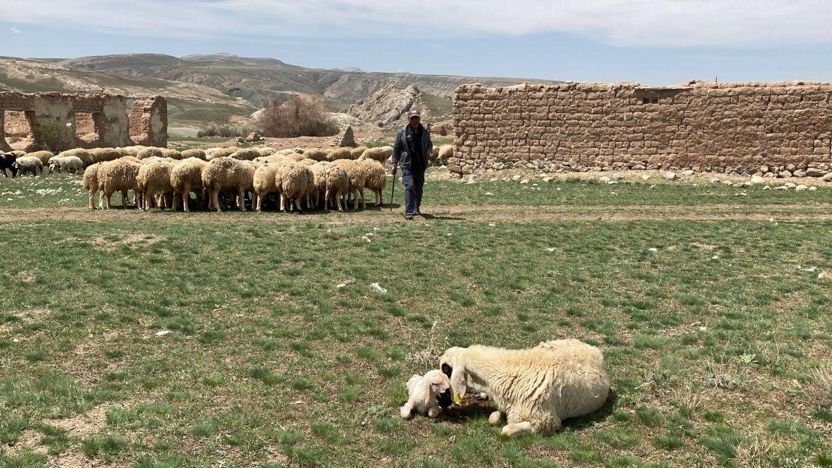 Sivas'ta yenidoğan kuzunun halleri
