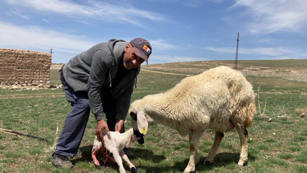 Sivas'ta yenidoğan kuzunun halleri
