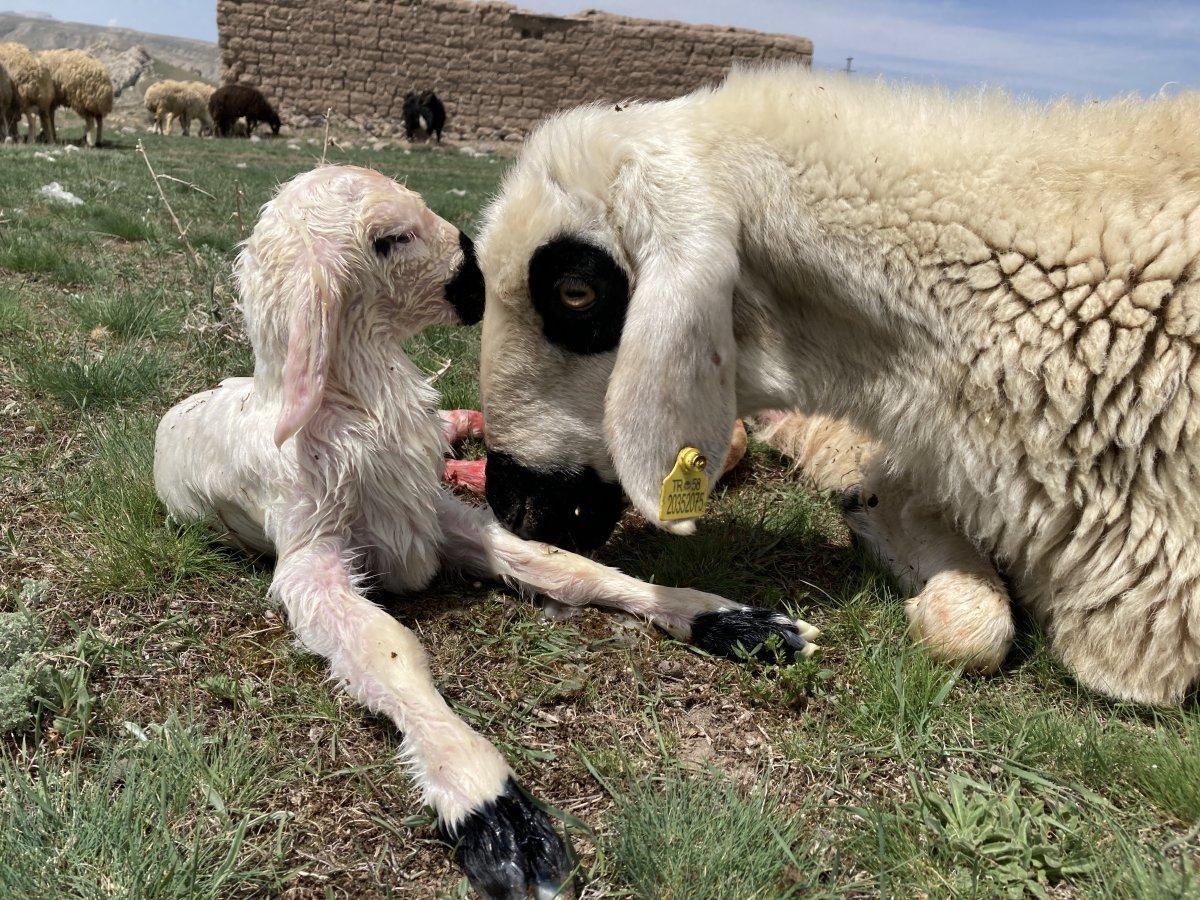 Sivas'ta yenidoğan kuzunun halleri