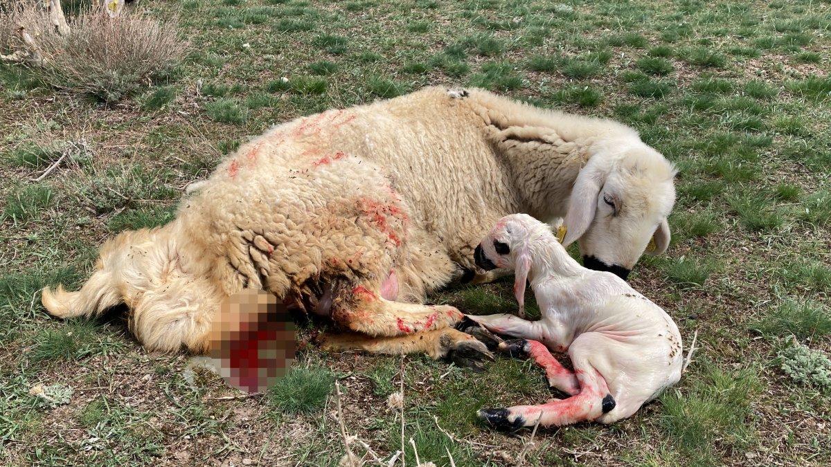 Sivas'ta yenidoğan kuzunun halleri