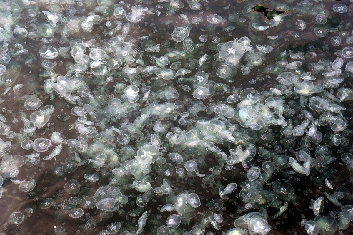 Arnavutköy'de denizanası ve çöp yoğunluğu