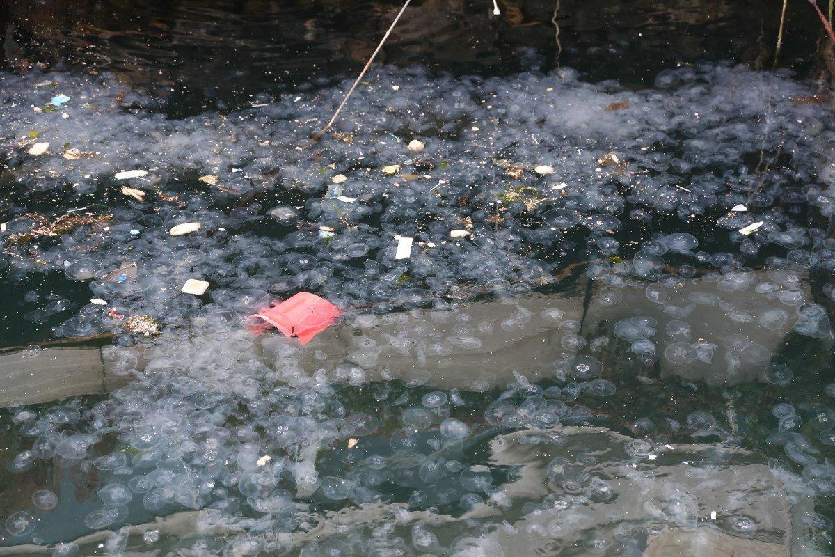 Arnavutköy'de denizanası ve çöp yoğunluğu