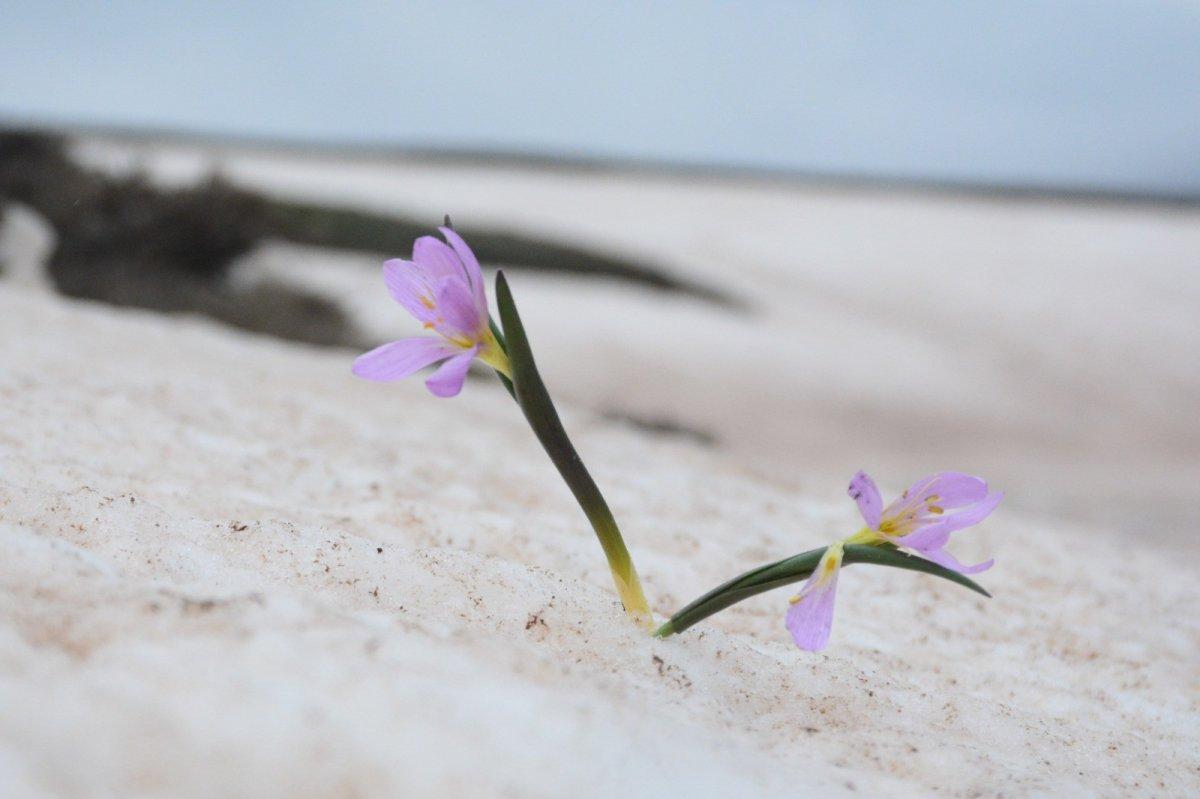 Bitlis'te karlar arasında kalan kardelenler çiçek açtı