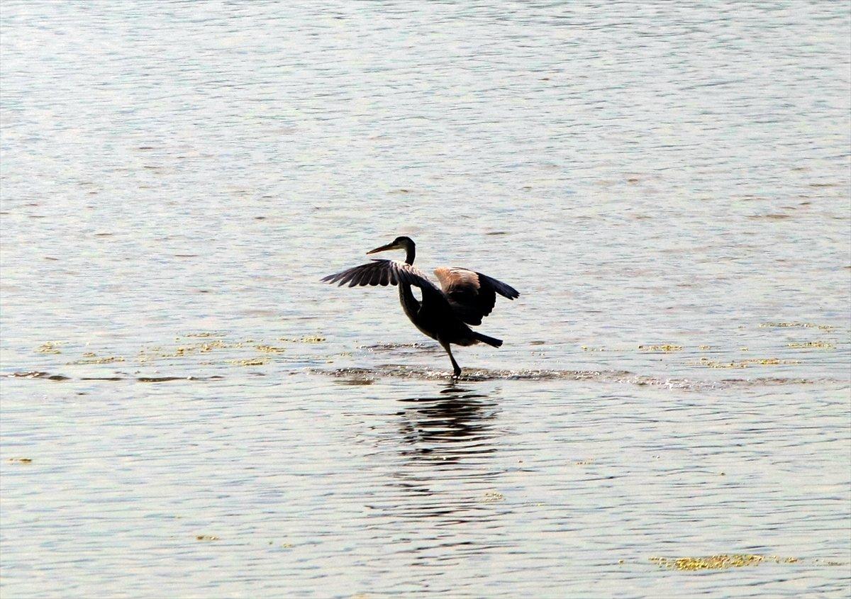 Hersek Lagünü'nde kuş türü sayısı artıyor